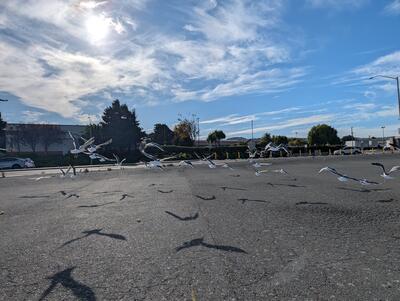 Western gulls in an empty lot
