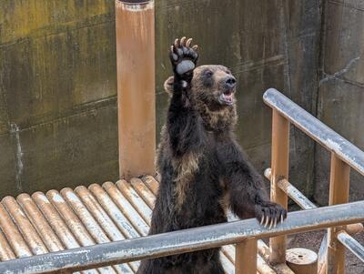 Bear raising its paw