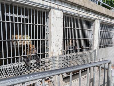 Bears in cages