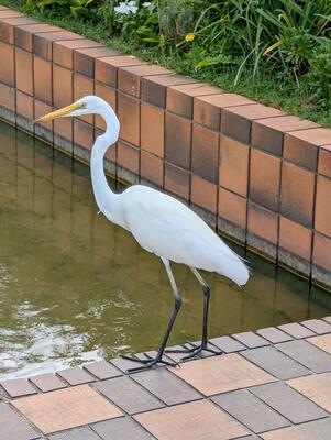 Great egret at Ohori Park