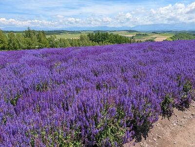 Lavender at Panoramic Flower Garden