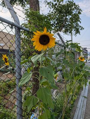 Sunflowers